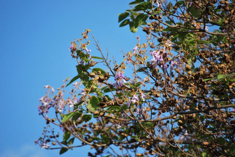 Blauglockenbaum - Vermehrung mit Stecklingen und Samen