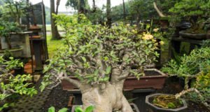 Bonsai Affenbrotbaum schneiden
