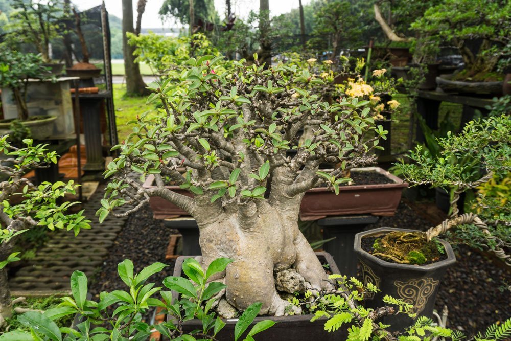 Bonsai Affenbrotbaum schneiden