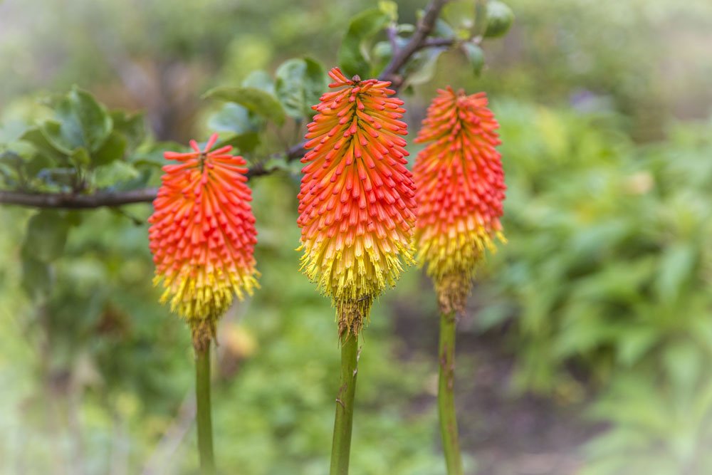 Fackellilie pflegen – für schönste Blütenpracht im Sommer sorgen
