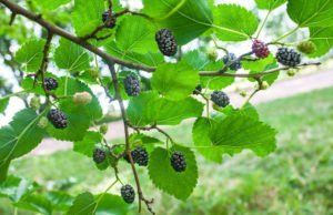 Maulbeerbaum pflanzen - Tipps zu STandort, Erde & Zeitpunkt