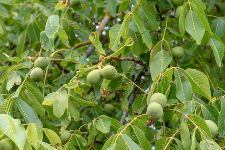 Schwarznussbaum Pflege – besonders bei Jungpflanzen wichtig