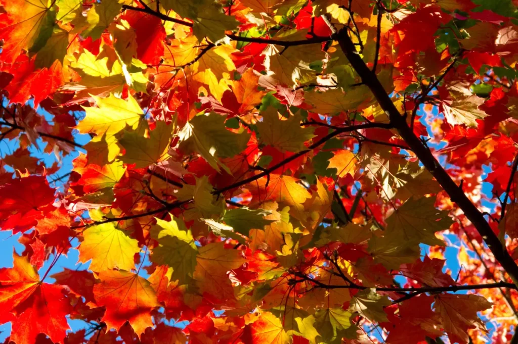 Spitzahorn mit buntem Herbstlaub.