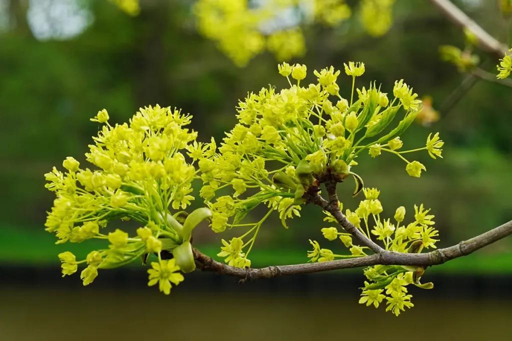 Blüten vom Spitzahorn mit Samen.