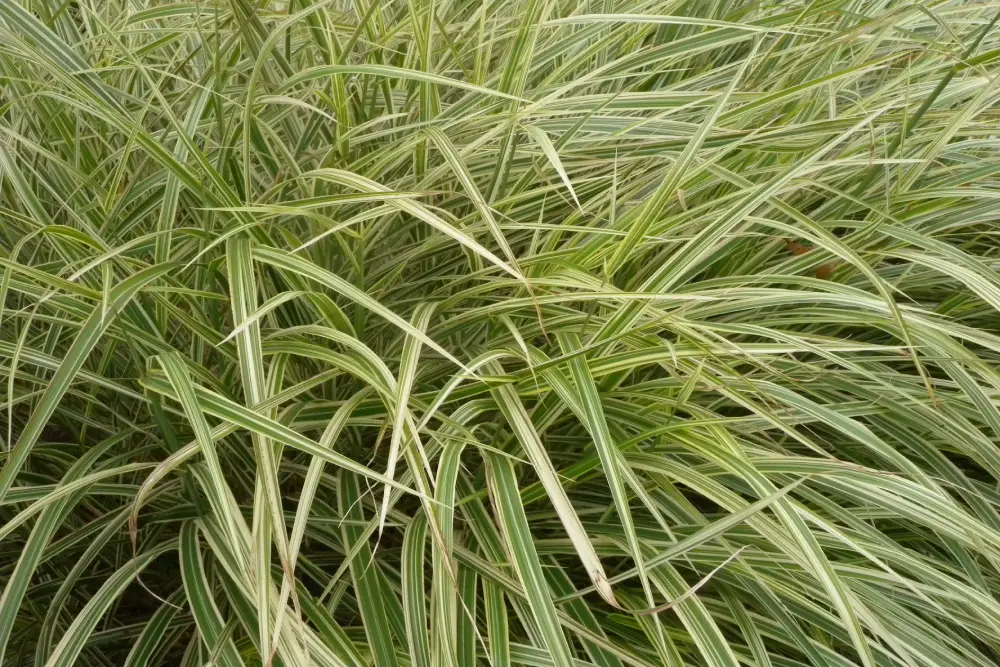 Zebraschilf Cosmopolitan