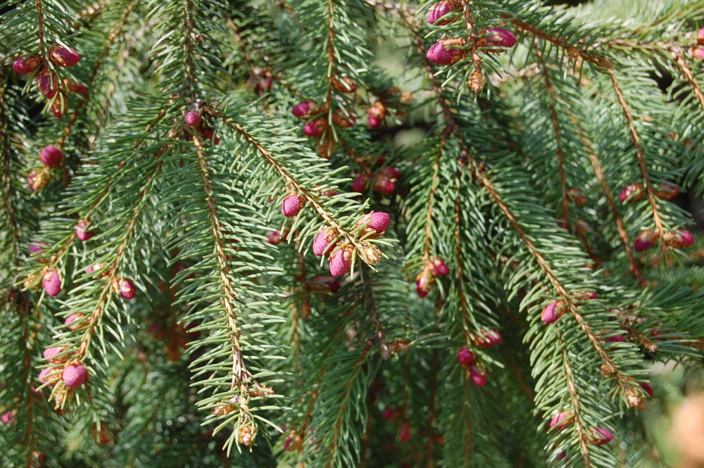 Douglasie pflegen was der Baum alles braucht