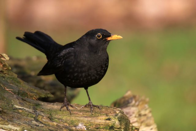 Heimische Vögel im Garten erkennen So lassen sie sich ganz einfach