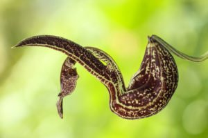 Pfeifenblume – Pflegefehler vermeiden und Schädlinge bekämpfen Pfeifenblume - Schädlinge und Pflegefehler