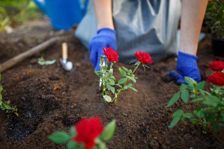 Rosen richtig pflanzen – Zeitpunkt, Wässerung und Rückschnitt