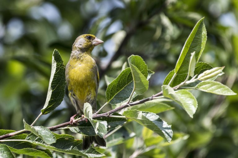 Heimische Vögel im Garten erkennen – So lassen sie sich ganz einfach bestimmen