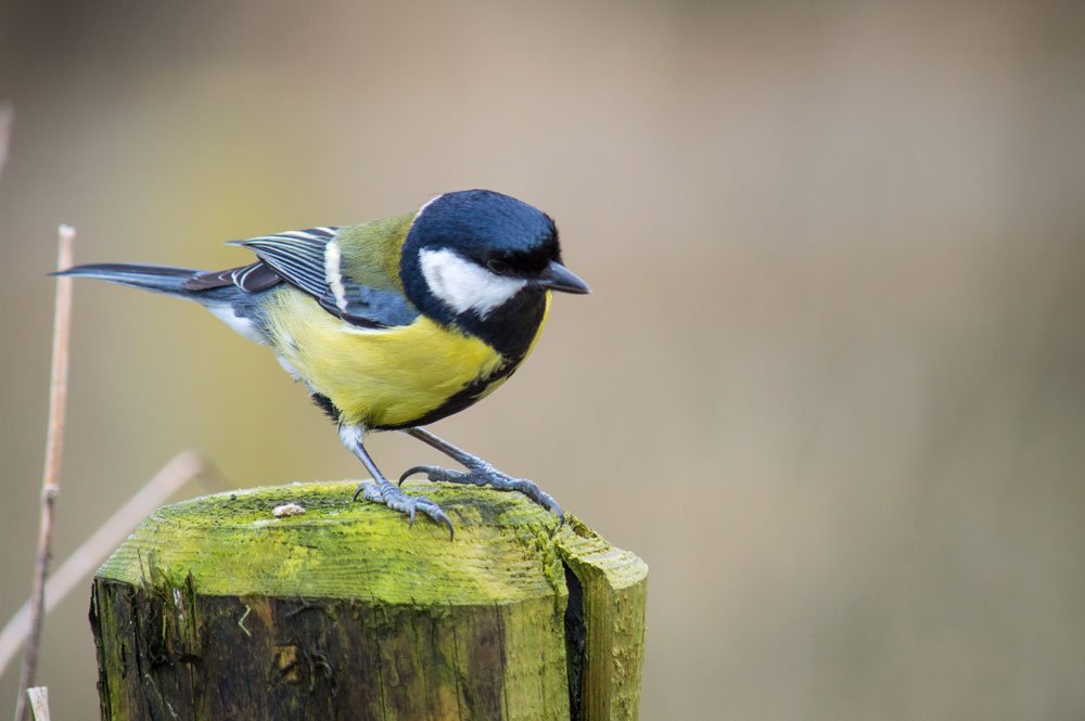 © Estuary Pig - Fotolia.com Vögel bestimmen - Kohlmeise