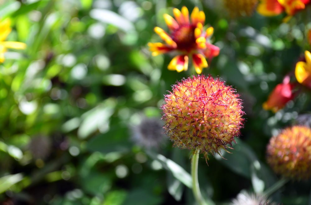 Blutblume pflanzen – Tipps zu Standort, Substrat & Freiland