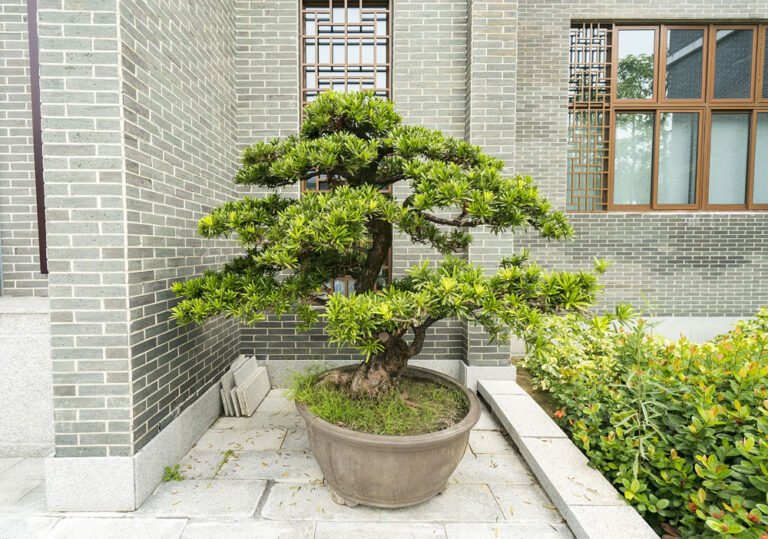 Steineibe als Bonsai kultivieren – Hinweise zu Schnitt, Pflege & Gestaltung