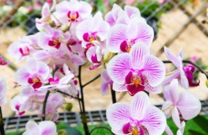 Wollläuse Orchideen