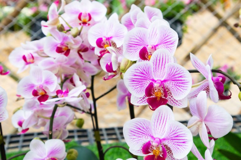 Wollläuse Orchideen