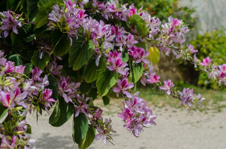 Orchideenbaum pflegen – Tipps zum Gießen, Düngen & Schneiden