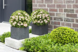 Bloombux® im Eingangsbereich