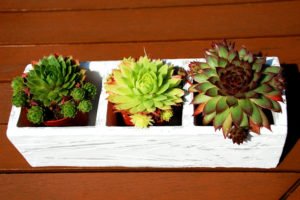 Echeverie vermehren – 4 Möglichkeiten vorgestellt Echeverie vermehren - 4 Möglichkeiten vorgestellt