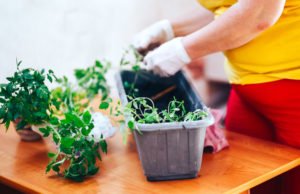 Livingroom Gardening
