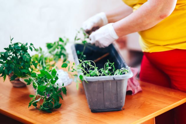 Eigenes Gemüse auch ohne Garten? - Livingroom Gardening leicht gemacht