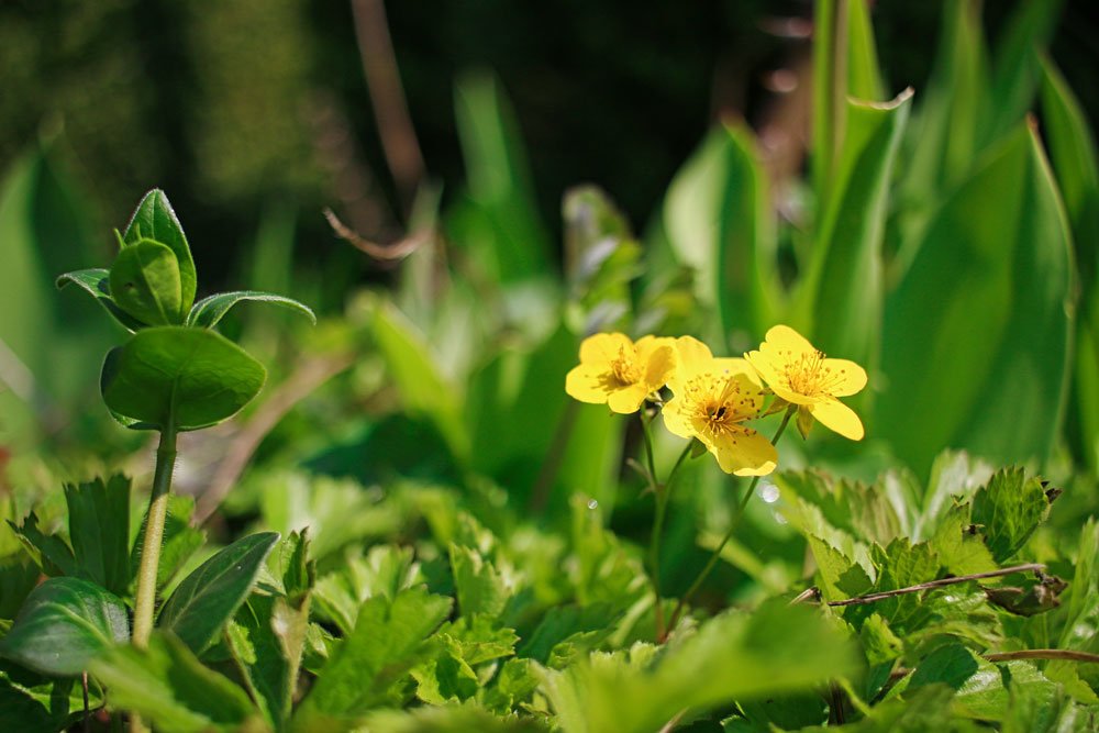 © parzelle94.de Waldsteinia ternata