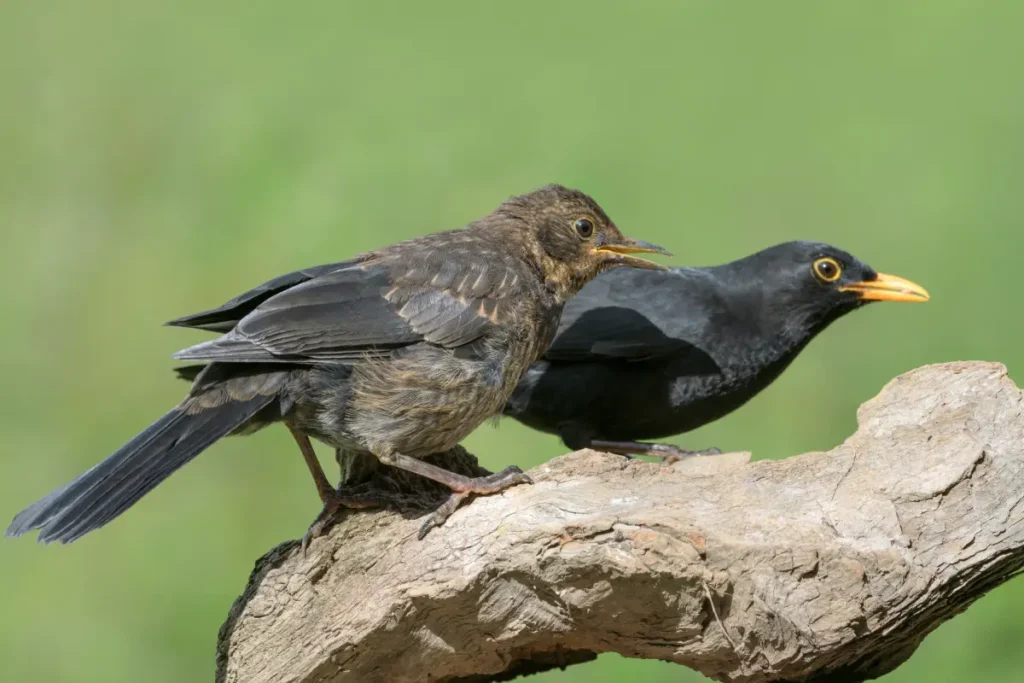 Amsel auf einem Ast.