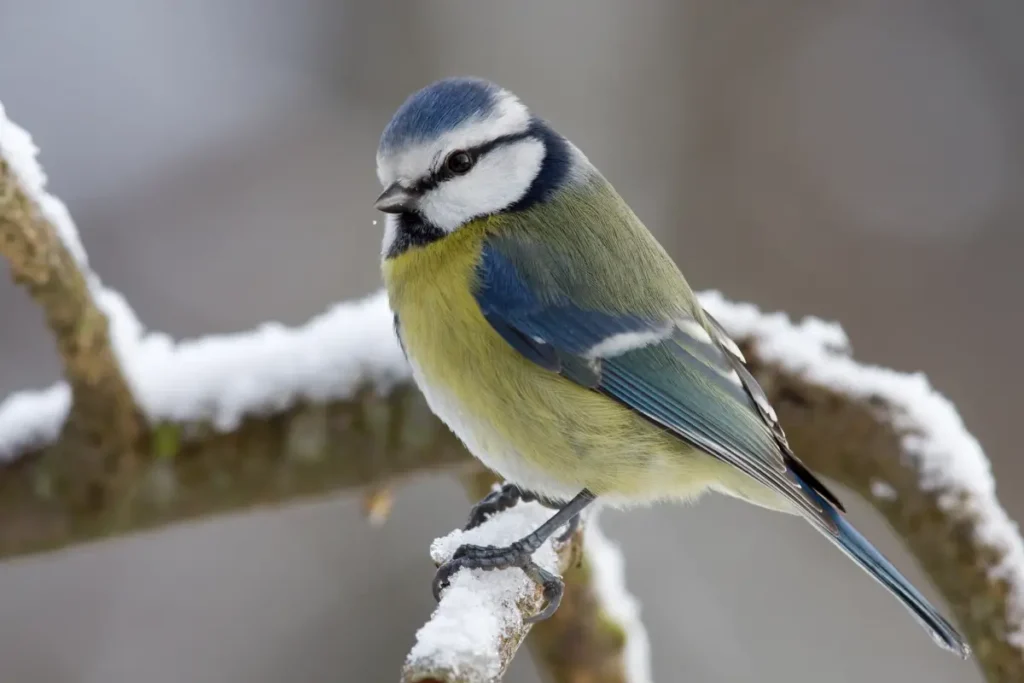 Blaumeise auf einem Ast.