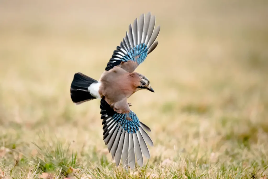 Eichelhäher mit offenen Flügeln beim Fliegen.