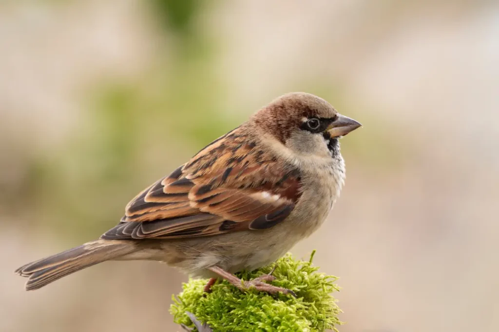 Spatz auf einem Ast.
