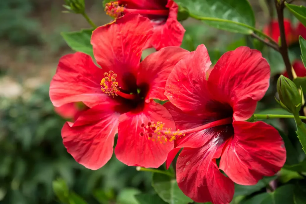 Zwei große rote Hibiskusblüten.