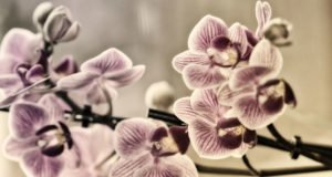 Spinnmilben an Orchideen