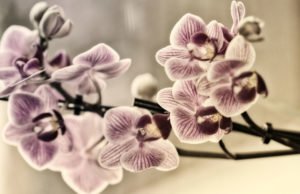 Spinnmilben an Orchideen