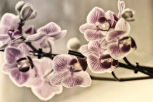 Spinnmilben an Orchideen