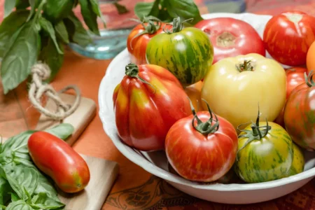 Tomaten lagern – 8 clevere Tipps Tomaten sind in einer weißen Schüssel gelagert.