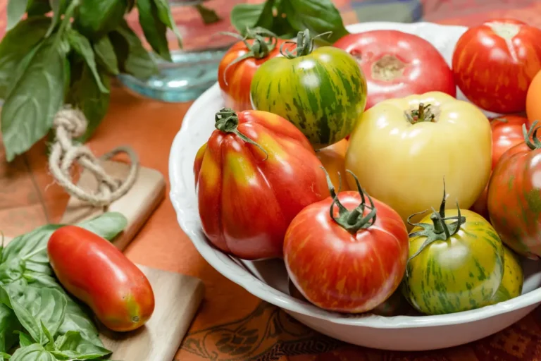 Tomaten sind in einer weißen Schüssel gelagert.