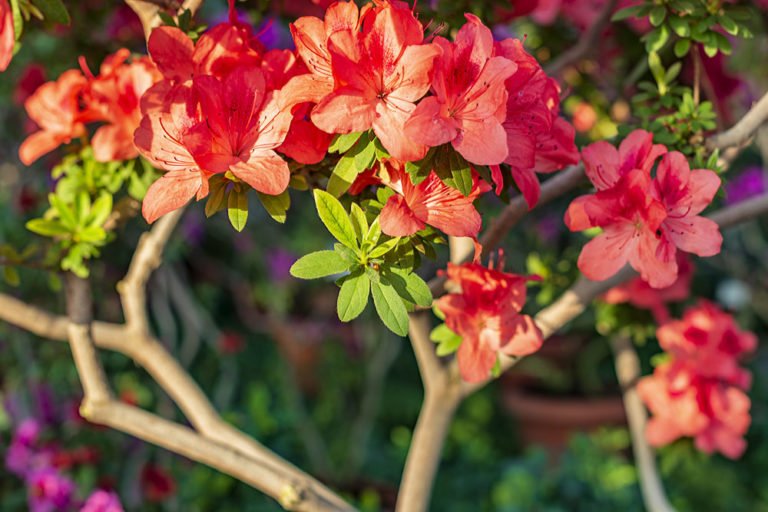Unterschied Azalee und Rhododendron