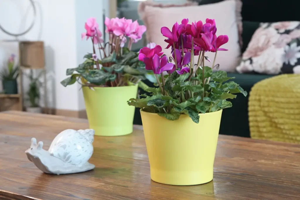 Blühendes Alpenveilchen (Cyclamen persicum), giftig für Mensch und Tier