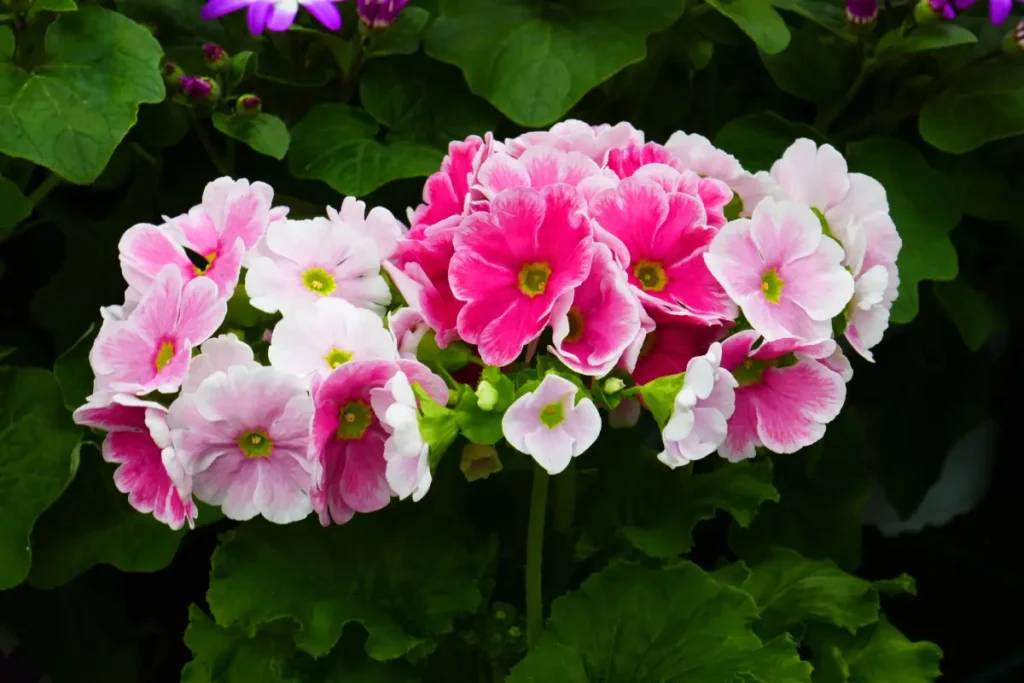 Blühende Becherprimel mit rosa Blüten, enthält das Allergen Primin