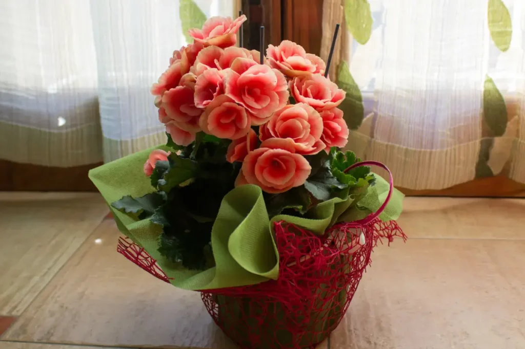 Rosa blühende Begonie, giftig durch Oxalsäure