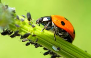 Blattläuse entfernen – Die besten Hausmittel und Tipps Blattläuse entfernen