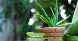 Echte Aloe