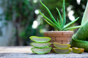Echte Aloe