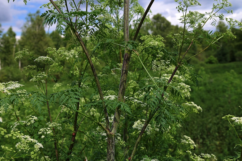 Gefleckte Schierling (Conium maculatum)