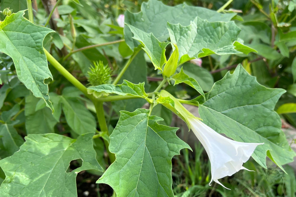 Gemeiner Stechapfel (Datura stramonium)