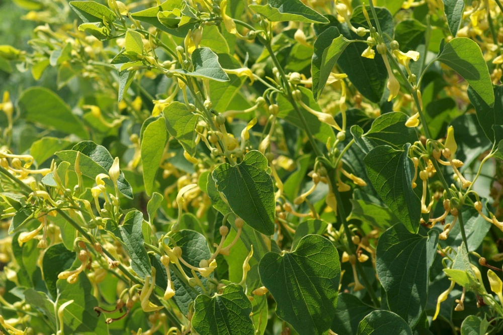 Gewöhnliche Osterluzei (Aristolochia clematitis)