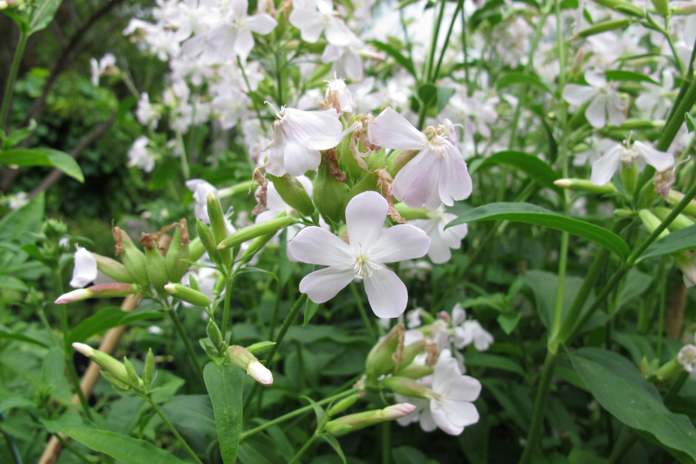 Gewöhnliches Seifenkraut (Saponaria officinalis)