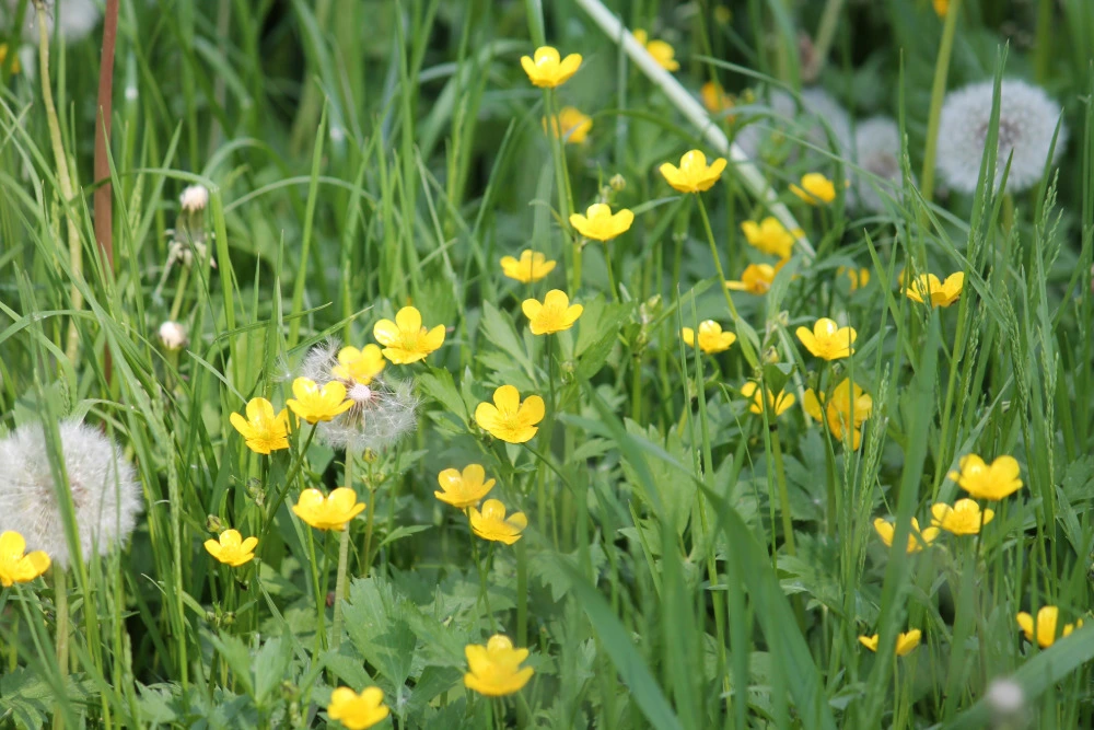 Kriechender Hahnenfuß (Ranunculus repens)