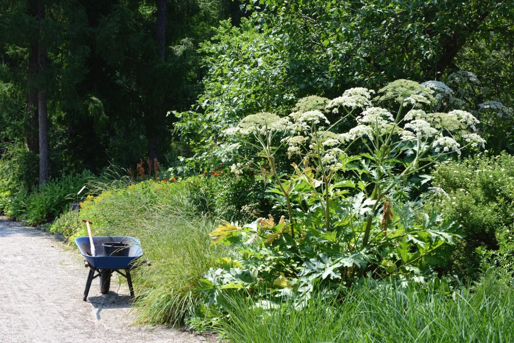 Riesenbärenklau (Heracleum mantegazzianum)