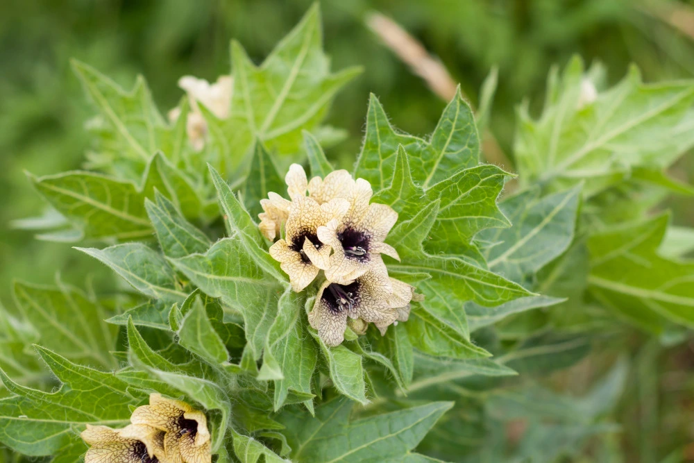 Schwarze Bilsenkraut (Hyoscyamus niger)