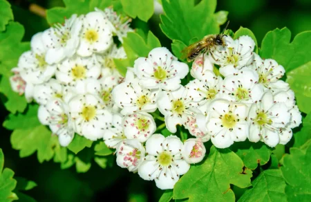 Bild von einer Biene, die eine Weißdornblüte bestäubt.